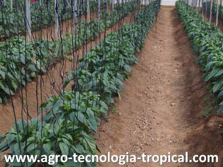 Pimentones en invernadero cultivados en suelo pueden ser atacados por nematodos